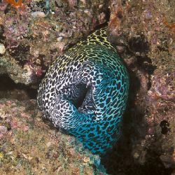 Spotted Moray - taken in Muscat, Oman. by Christa Loustalot 